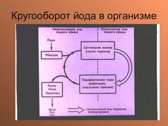 Кругооборот йода в организме