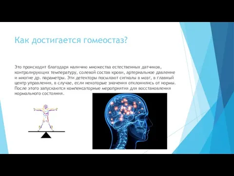 Как достигается гомеостаз? Это происходит благодаря наличию множества естественных датчиков, контролирующих температуру,