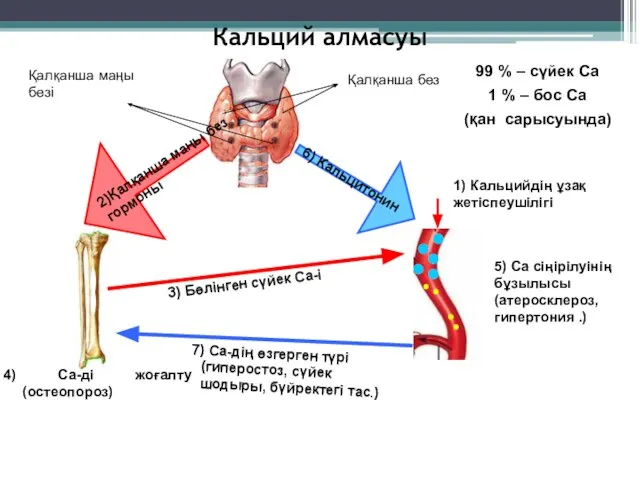 Кальций алмасуы 99 % ‒ сүйек Са 1 % ‒ бос Са