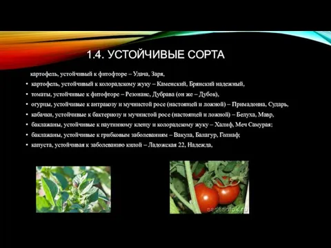 1.4. УСТОЙЧИВЫЕ СОРТА картофель, устойчивый к фитофторе – Удача, Заря, картофель, устойчивый