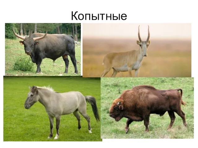 Копытные