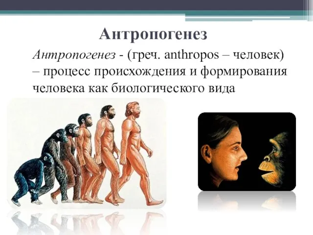 Антропогенез Антропогенез - (греч. anthropos – человек) – процесс происхождения и формирования человека как биологического вида