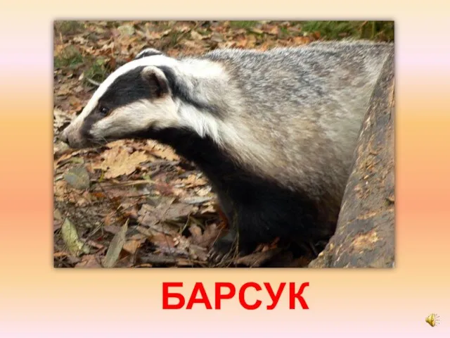 БАРСУК