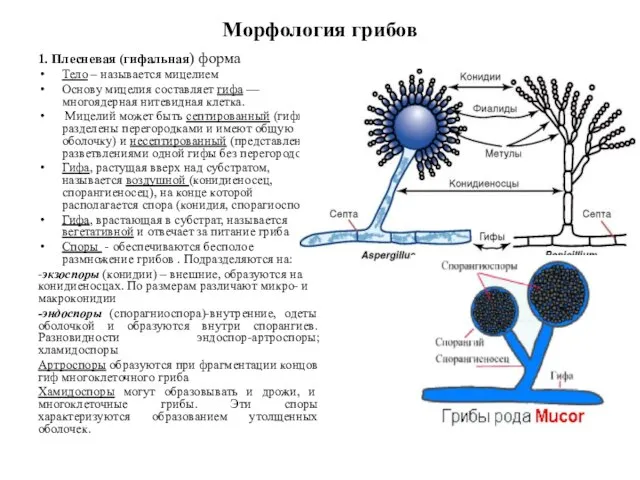 Морфология грибов 1. Плесневая (гифальная) форма Тело – называется мицелием Основу мицелия