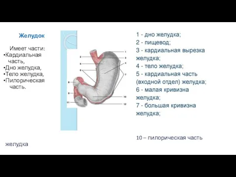 Желудок Имеет части: Кардиальная часть, Дно желудка, Тело желудка, Пилорическая часть. 10 – пилорическая часть желудка