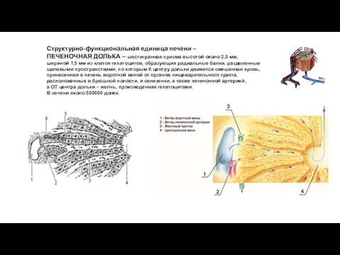 Структурно-функциональная единица печени – ПЕЧЕНОЧНАЯ ДОЛЬКА – шестигранная призма высотой около 2,0