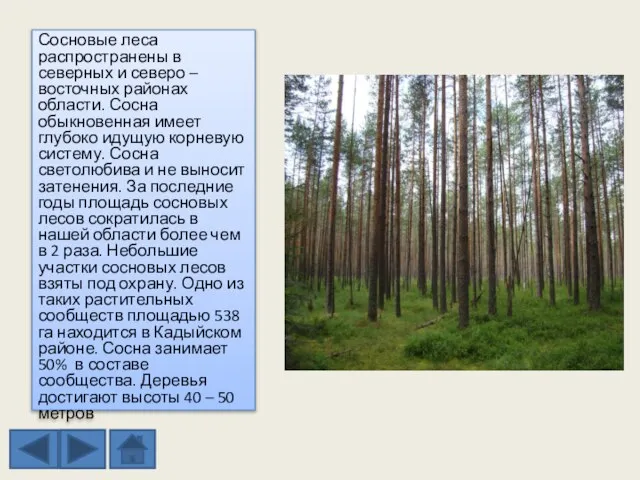 Сосновые леса распространены в северных и северо – восточных районах области. Сосна
