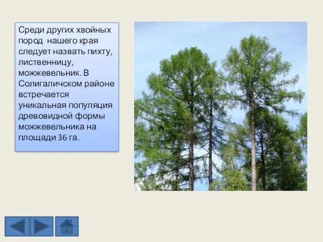 Среди других хвойных пород нашего края следует назвать пихту, лиственницу, можжевельник. В