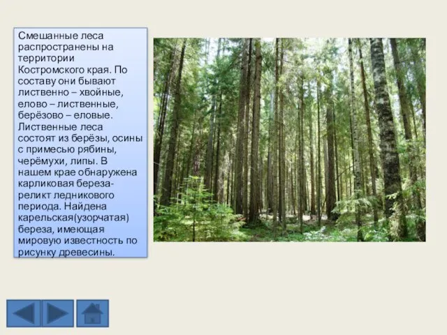 Смешанные леса распространены на территории Костромского края. По составу они бывают лиственно