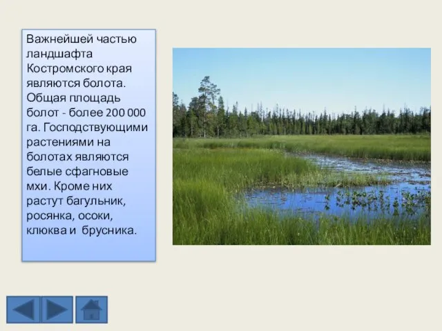 Важнейшей частью ландшафта Костромского края являются болота. Общая площадь болот - более