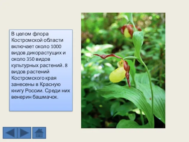 В целом флора Костромской области включает около 1000 видов дикорастущих и около