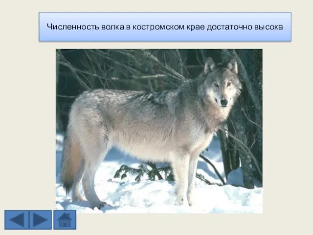 Численность волка в костромском крае достаточно высока