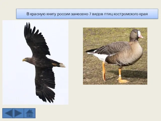В красную книгу россии занесено 7 видов птиц костромского края
