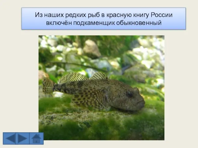 Из наших редких рыб в красную книгу России включён подкаменщик обыкновенный