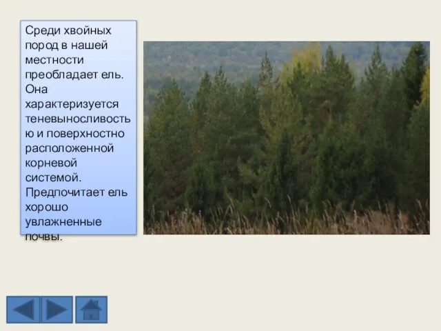 Среди хвойных пород в нашей местности преобладает ель. Она характеризуется теневыносливостью и