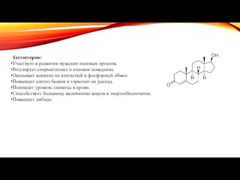 Тестостерон: Участвует в развитии мужских половых органов. Регулирует сперматогенез и половое поведение.
