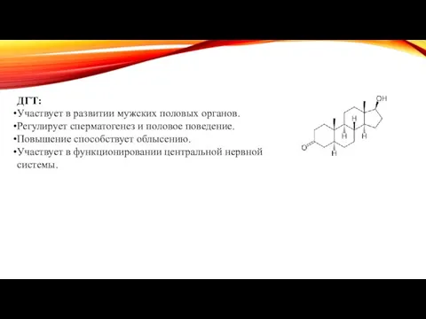 ДГТ: Участвует в развитии мужских половых органов. Регулирует сперматогенез и половое поведение.