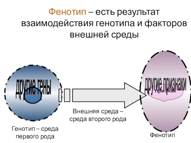 Фенотип – есть результат взаимодействия генотипа и факторов внешней среды ген другие