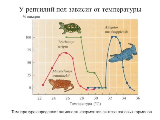 У рептилий пол зависит от температуры Температура определяет активность ферментов синтеза половых гормонов