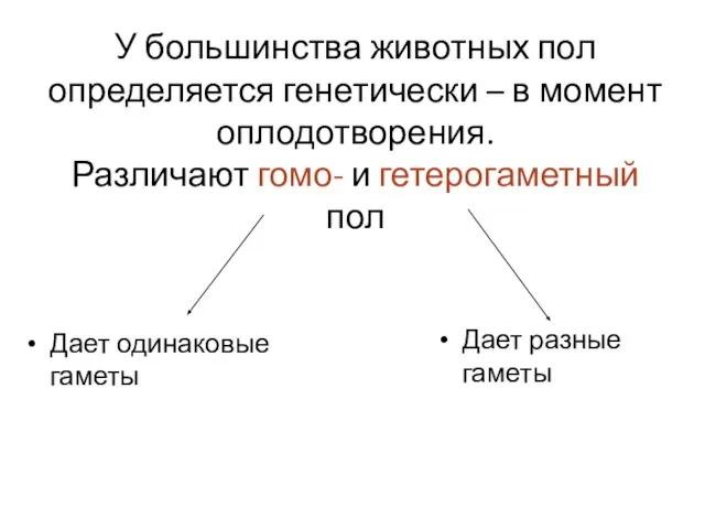 У большинства животных пол определяется генетически – в момент оплодотворения. Различают гомо-