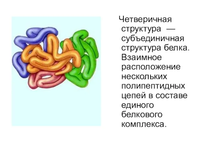 Четверичная структура — субъединичная структура белка. Взаимное расположение нескольких полипептидных цепей в составе единого белкового комплекса.