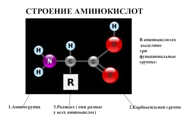 СТРОЕНИЕ АМИНОКИСЛОТ В аминокислотах выделяют три функциональные группы: 1.Аминогруппа 2.Карбоксильная группа 3.Радикал