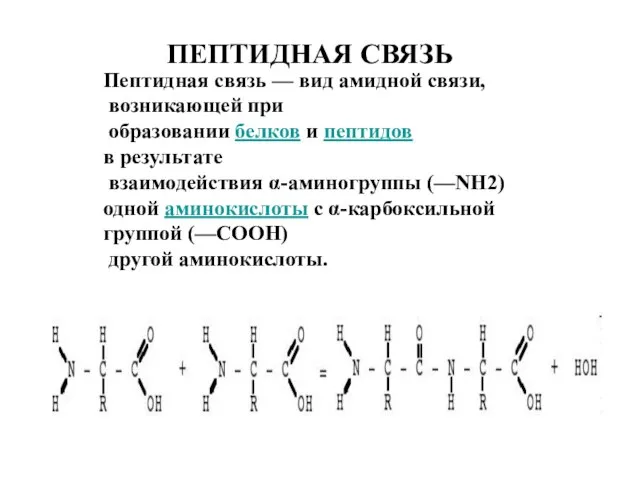 ПЕПТИДНАЯ СВЯЗЬ Пептидная связь — вид амидной связи, возникающей при образовании белков