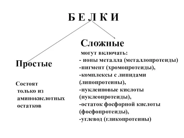 Б Е Л К И Простые Состоят только из аминокислотных остатков Сложные