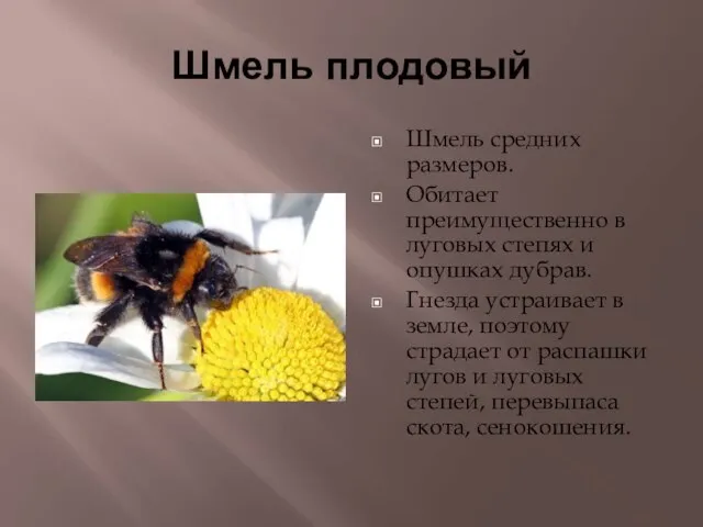 Шмель плодовый Шмель средних размеров. Обитает преимущественно в луговых степях и опушках