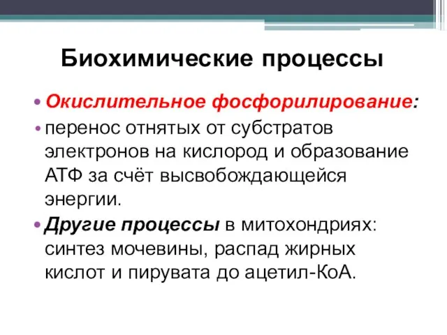 Биохимические процессы Окислительное фосфорилирование: перенос отнятых от субстратов электронов на кислород и