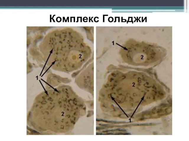 Комплекс Гольджи