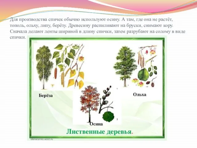 Для производства спичек обычно используют осину. А там, где она не растёт,