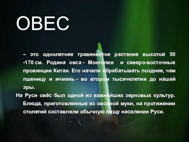 ОВЕС – это однолетнее травянистое растение высотой 50 -170 см. Родина овса