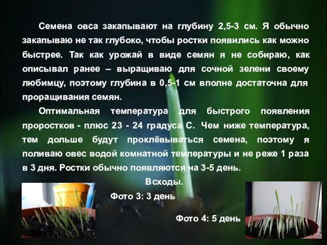 Семена овса закапывают на глубину 2,5-3 см. Я обычно закапываю не так