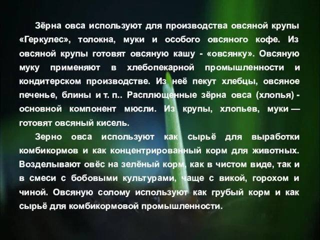 Зёрна овса используют для производства овсяной крупы «Геркулес», толокна, муки и особого