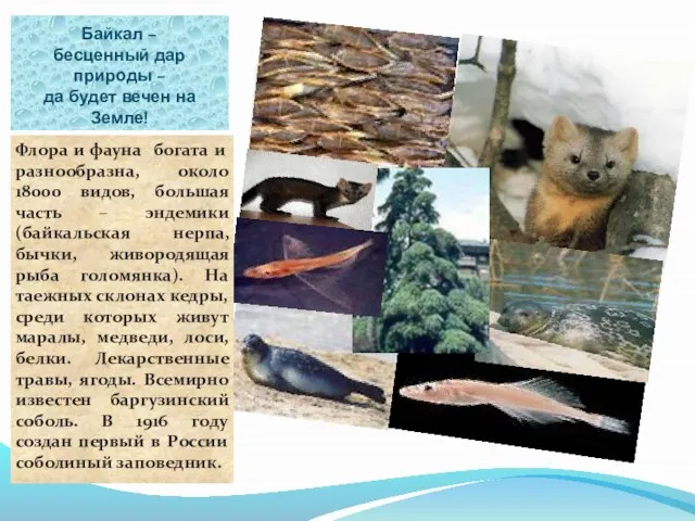 Байкал – бесценный дар природы – да будет вечен на Земле! Флора