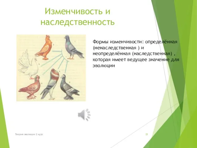 Изменчивость и наследственность Формы изменчивости: определённая (ненаследственная ) и неопределённая (наследственная) ,