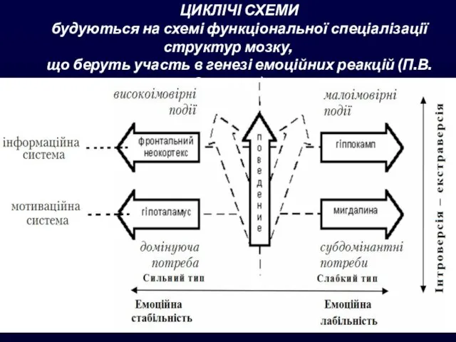 ЦИКЛІЧІ СХЕМИ будуються на схемі функціональної спеціалізації структур мозку, що беруть участь