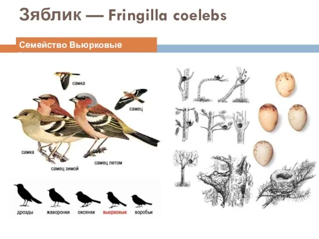 Зяблик — Fringilla coelebs Зяблик — Fringilla coelebs Семейство Вьюрковые