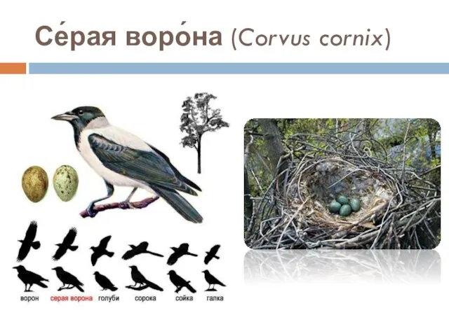 Се́рая воро́на (Corvus cornix)