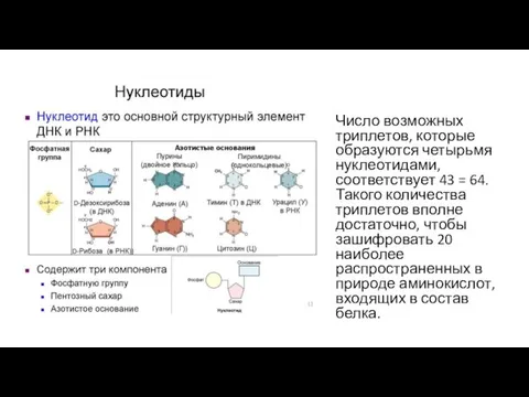 Число возможных триплетов, которые образуются четырьмя нуклеотидами, соответствует 43 = 64. Такого