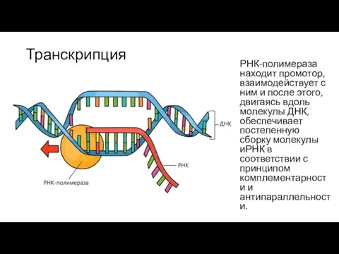 Транскрипция РНК-полимераза находит промотор, взаимодействует с ним и после этого, двигаясь вдоль
