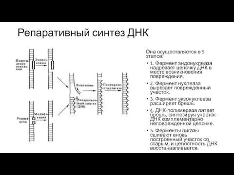 Репаративный синтез ДНК Она осуществляется в 5 этапов: 1. Фермент эндонуклеаза надрезает