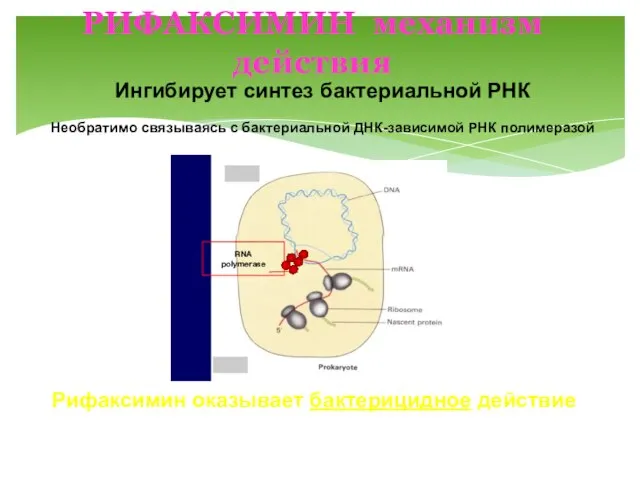 РИФАКСИМИН механизм действия Gillis J.C. et al. 1995; Vrijsen R. et al.