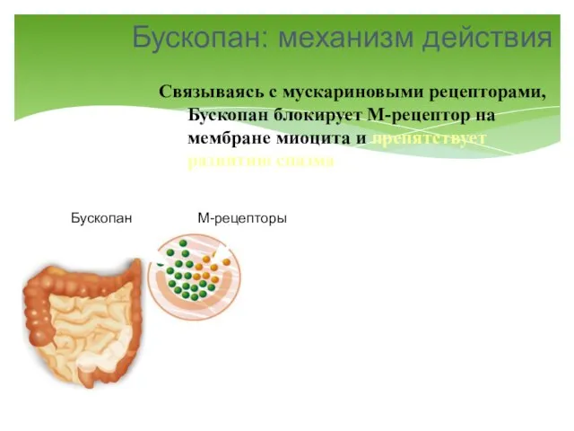 Бускопан: механизм действия Связываясь с мускариновыми рецепторами, Бускопан блокирует М-рецептор на мембране