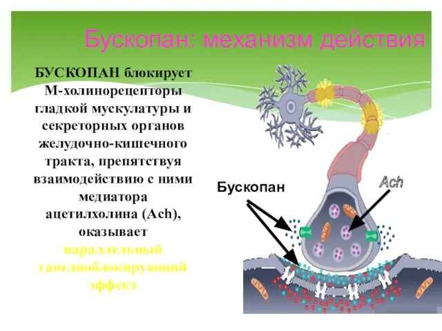 Бускопан: механизм действия Ach БУСКОПАН блокирует М-холинорецепторы гладкой мускулатуры и секреторных органов