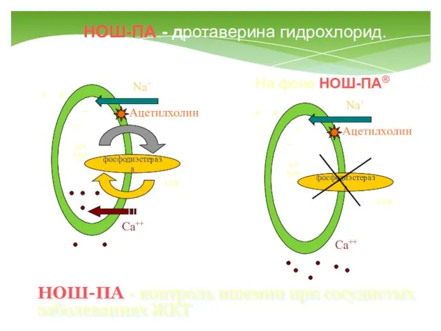 + + _ _ Ацетилхолин Na+ Ca++ фосфодиэстераза цАМФ АТФ + +