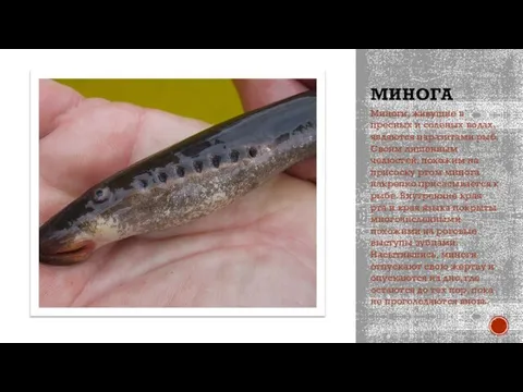 МИНОГА Миноги, живущие в пресных и соленых водах, являются паразитами рыб. Своим