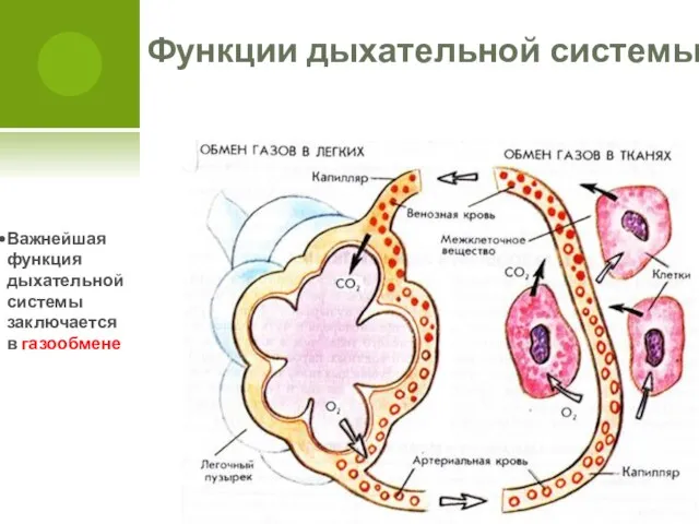 Функции дыхательной системы Важнейшая функция дыхательной системы заключается в газообмене