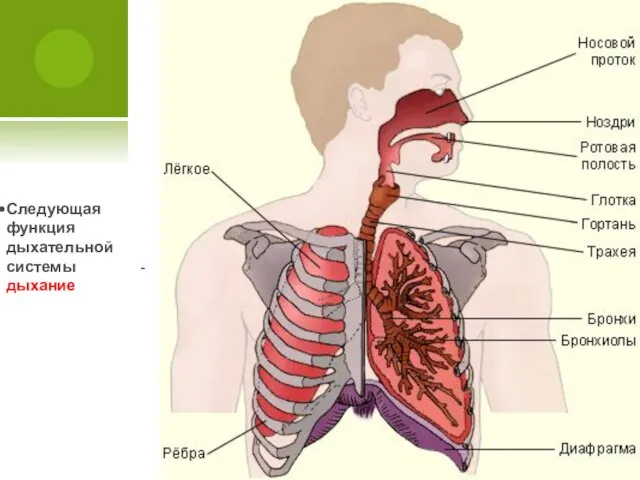 Следующая функция дыхательной системы -дыхание
